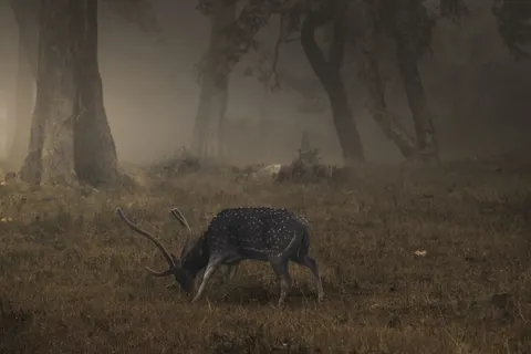 Deer 4K Wallpaper · animals · 3840×2560