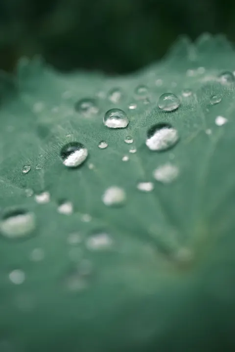 Rain Leaf Phone Wallpaper · rain · 1440×2160