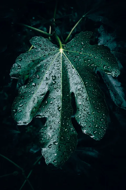 Rain Leaf Phone Wallpaper · rain · 1440×2160