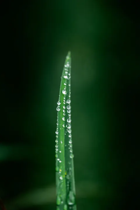 Rain Leaf Phone Wallpaper · rain · 1440×2160