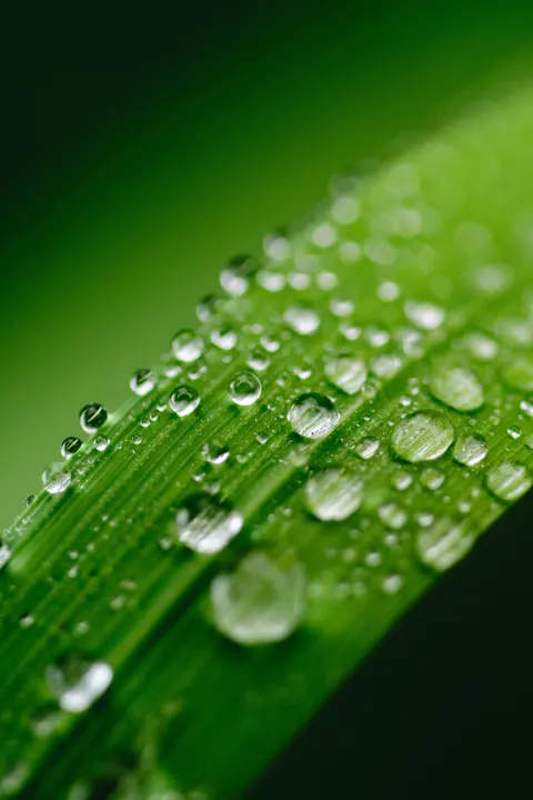 Rain Leaf Phone Wallpaper · rain · 1440×2160