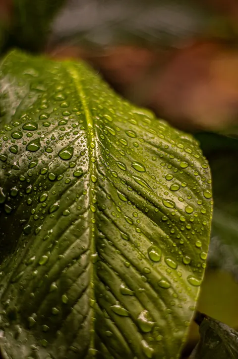 Rain Leaf Phone Wallpaper · rain · 1440×2166
