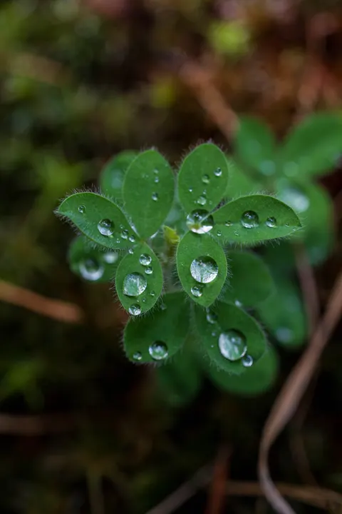 Rain Leaf Phone Wallpaper · rain · 1440×2160