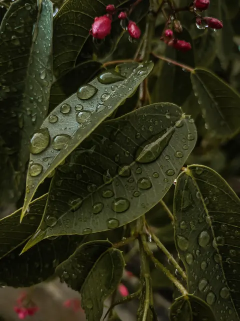 Rain Leaf Phone Wallpaper · rain · 1440×1920