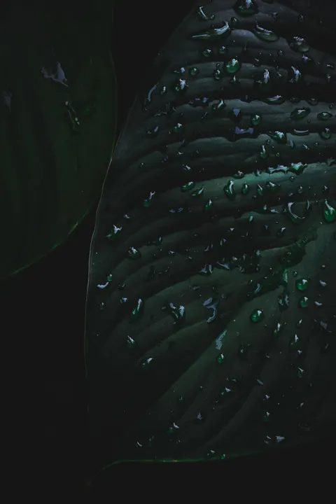 Rain Leaf Phone Wallpaper · rain · 1440×2160