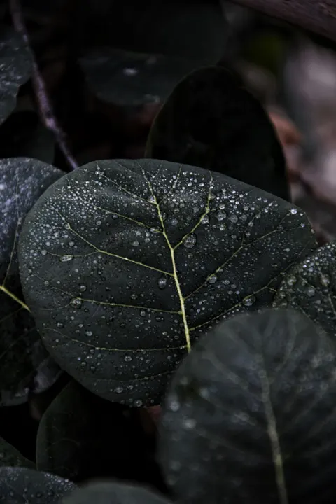 Rain Leaf Phone Wallpaper · rain · 1440×2160
