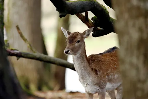 Deer 4K Wallpaper · animals · 3840×2560