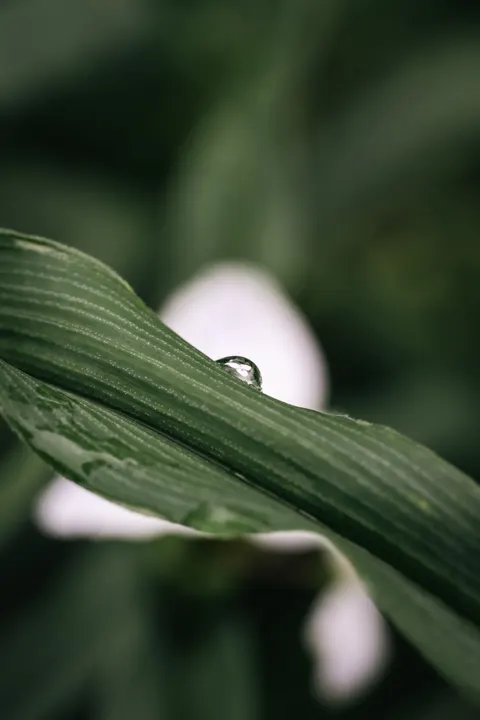 Rain Leaf Phone Wallpaper · rain · 1440×2160