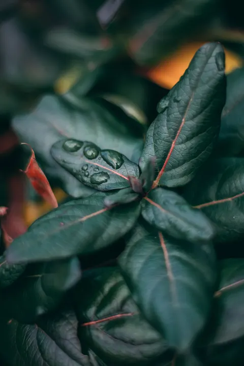 Rain Leaf Phone Wallpaper · rain · 1440×2160