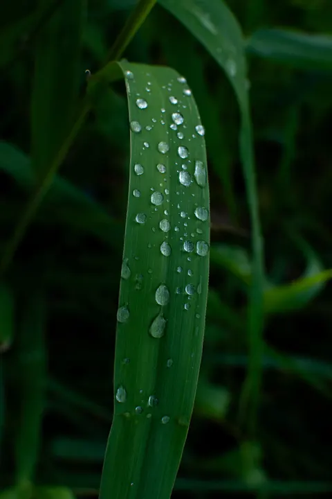 Rain Leaf Phone Wallpaper · rain · 1440×2160