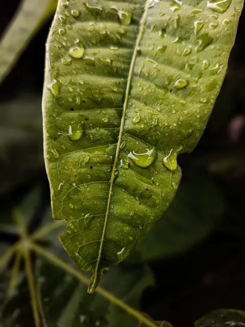 Rain Leaf Phone Wallpaper · rain · 1440×1920