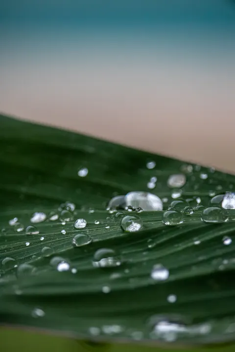 Rain Leaf Phone Wallpaper · rain · 1440×2160