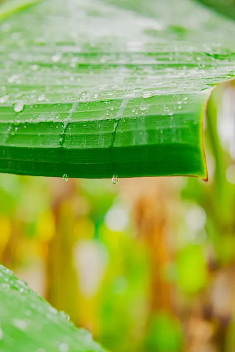 Rain Leaf Phone Wallpaper · rain · 1440×2160
