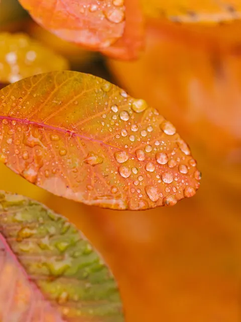 Rain Leaf Phone Wallpaper · rain · 1440×1921