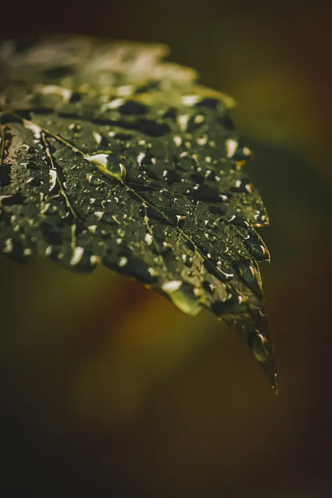 Rain Leaf Phone Wallpaper · rain · 1440×2160