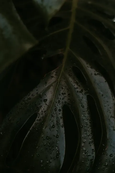 Rain Leaf Phone Wallpaper · rain · 1440×2160