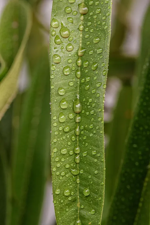 Rain Leaf Phone Wallpaper · rain · 1440×2160