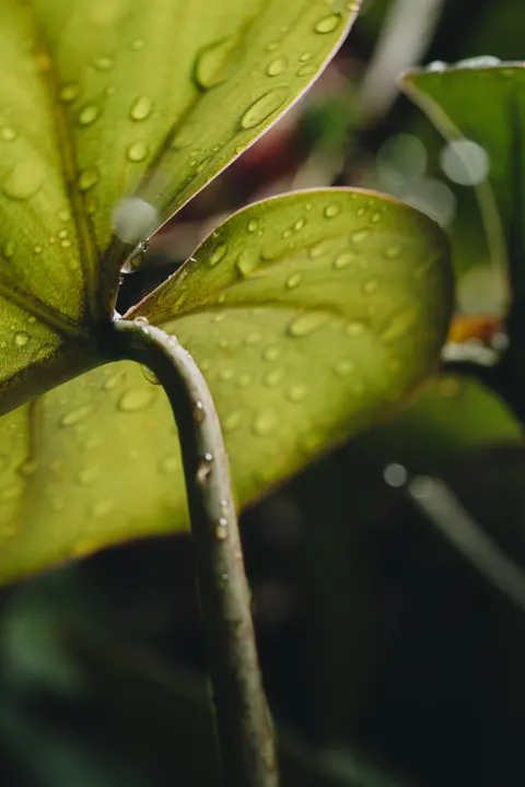 Rain Leaf Phone Wallpaper · rain · 1440×2160