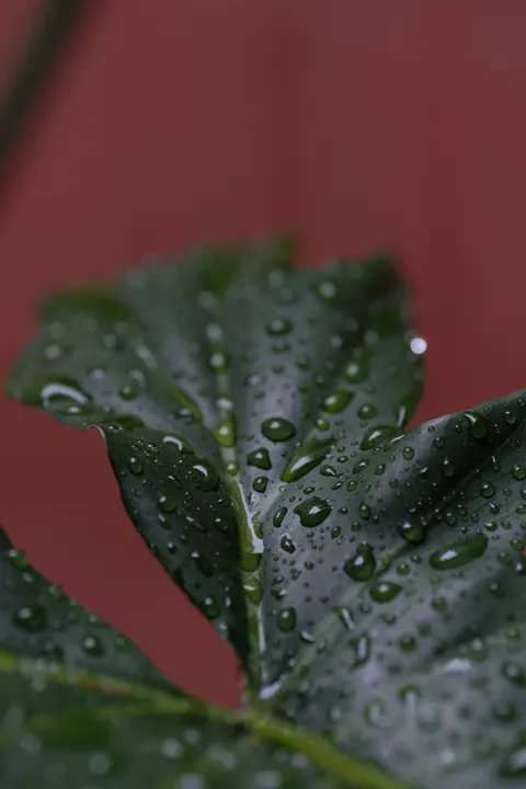 Rain Leaf Phone Wallpaper · rain · 1440×2160