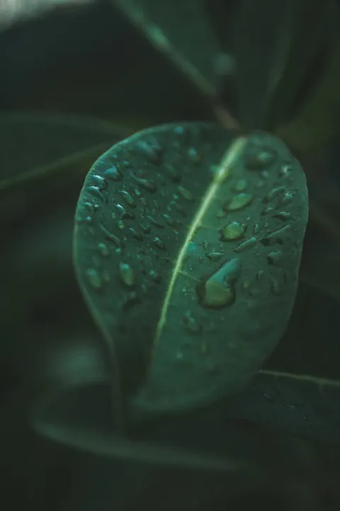 Rain Leaf Phone Wallpaper · rain · 1440×2160