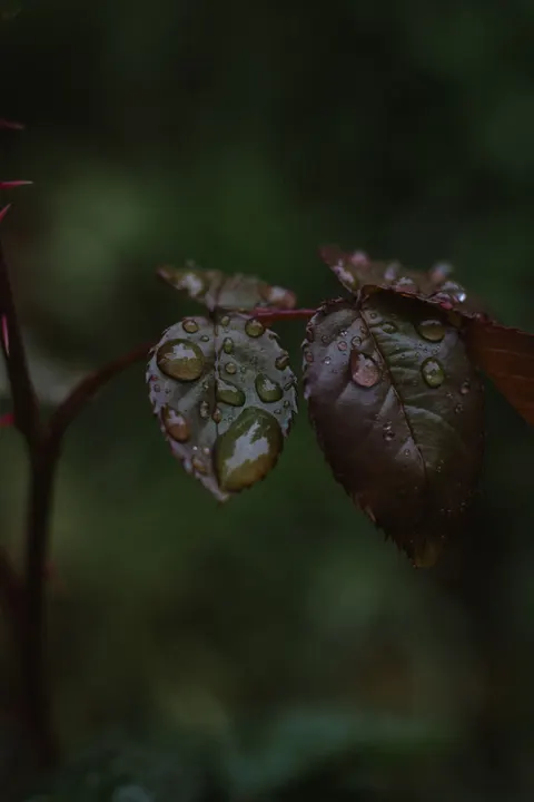 Rain Leaf Phone Wallpaper · rain · 1440×2160