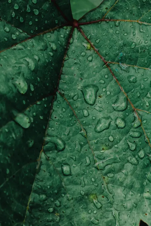 Rain Leaf Phone Wallpaper · rain · 1440×2160