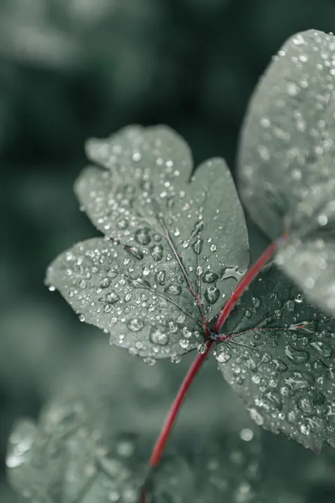 Rain Leaf Phone Wallpaper · rain · 1440×2160