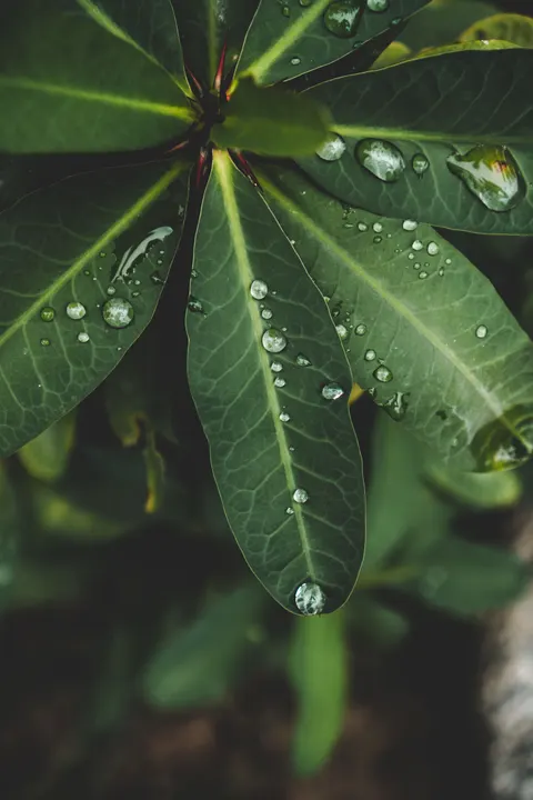 Rain Leaf Phone Wallpaper · rain · 1440×2160