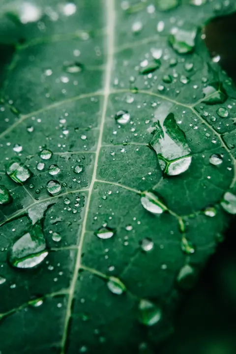 Rain Leaf Phone Wallpaper · rain · 1440×2160