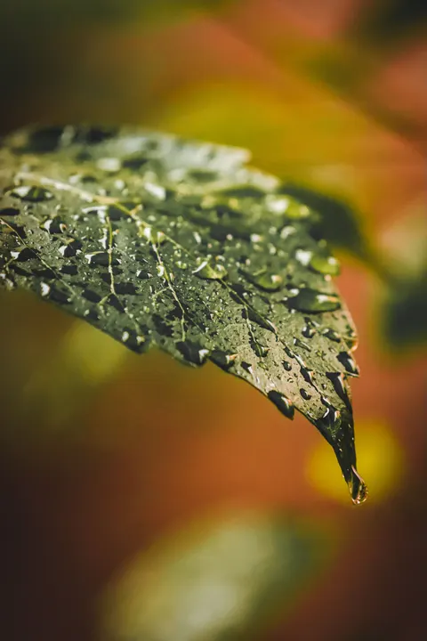 Rain Leaf Phone Wallpaper · rain · 1440×2160