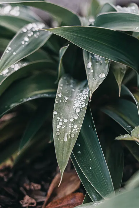 Rain Leaf Phone Wallpaper · rain · 1440×2160