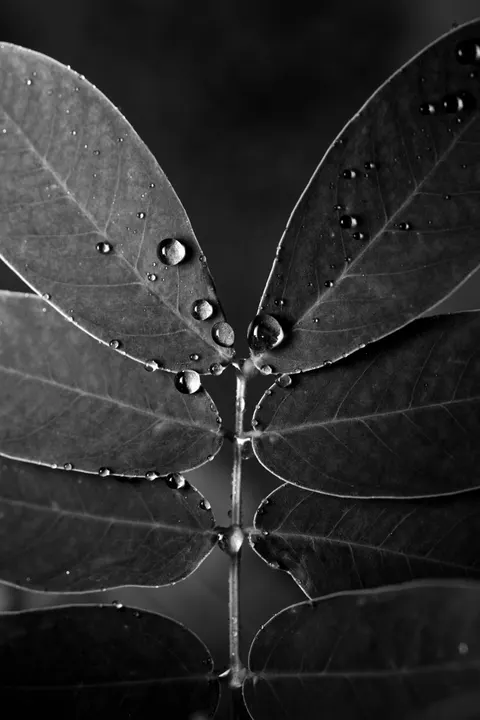 Rain Leaf Phone Wallpaper · rain · 1440×2160
