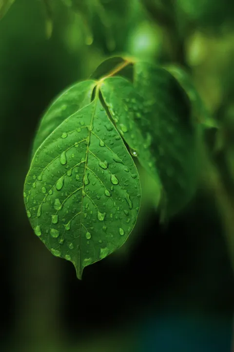 Rain Leaf Phone Wallpaper · rain · 1440×2160