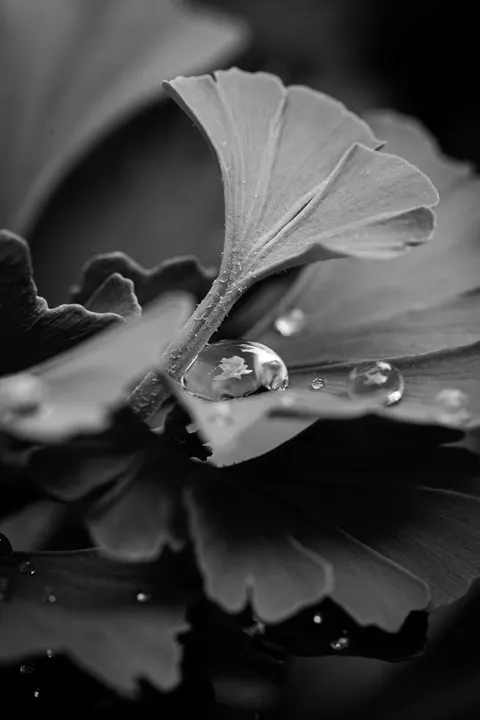Rain Leaf Phone Wallpaper · rain · 1440×2160