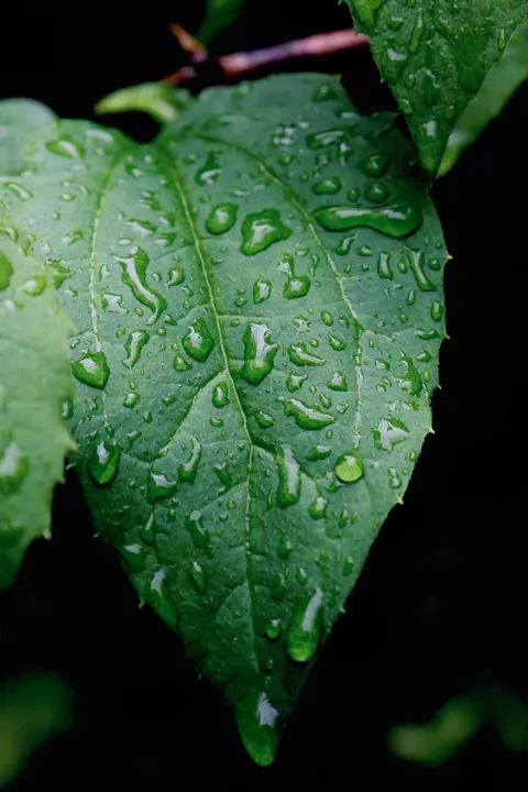Rain Leaf Phone Wallpaper · rain · 1440×2160