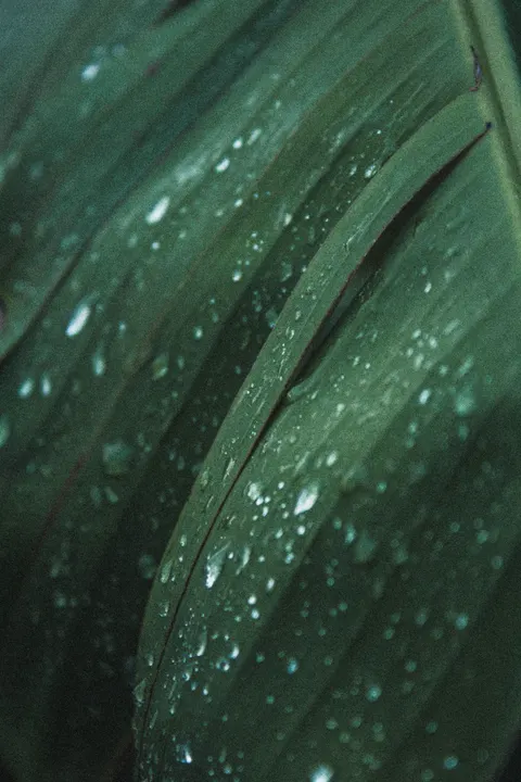 Rain Leaf Phone Wallpaper · rain · 1440×2160