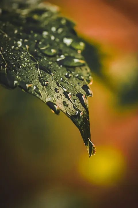 Rain Leaf Phone Wallpaper · rain · 1440×2160