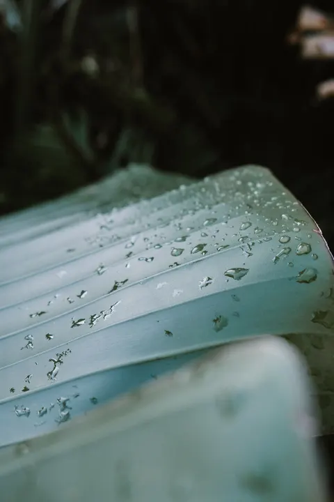 Rain Leaf Phone Wallpaper · rain · 1440×2160