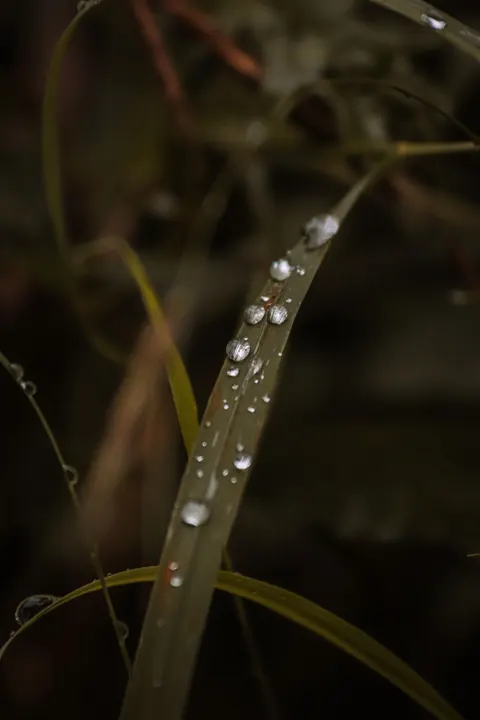 Rain Leaf Phone Wallpaper · rain · 1440×2160