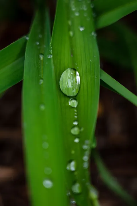 Rain Leaf Phone Wallpaper · rain · 1440×2158