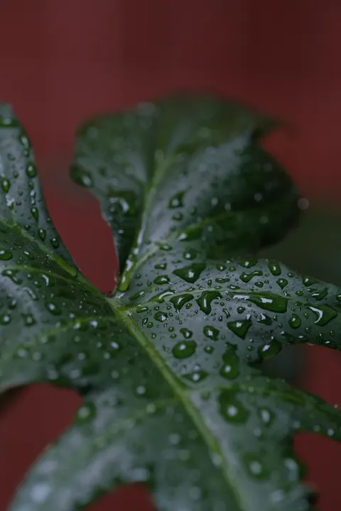 Rain Leaf Phone Wallpaper · rain · 1440×2160