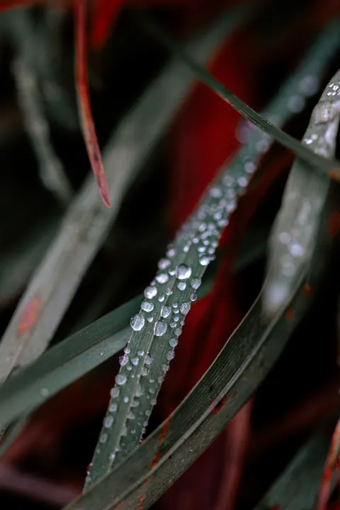 Rain Leaf Phone Wallpaper · rain · 1440×2160