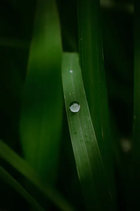 قطره باران روی برگ والپیپر موبایل · rain · 1440×2160