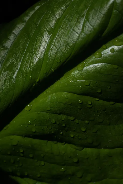 Rain Leaf Phone Wallpaper · rain · 1440×2160