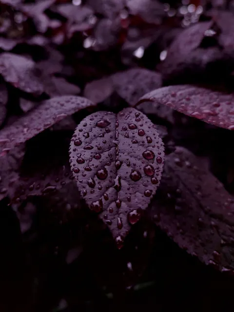 Rain Leaf Phone Wallpaper · rain · 1440×1920