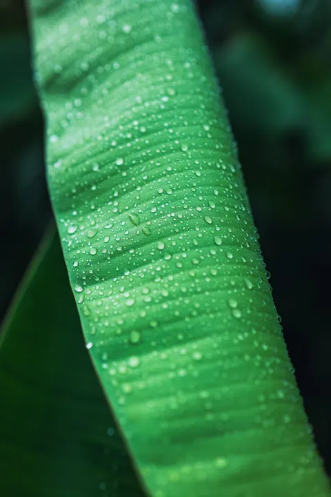 Rain Leaf Phone Wallpaper · rain · 1440×2160