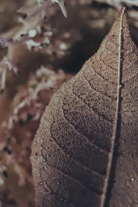 Rain Leaf Phone Wallpaper · rain · 1440×2160