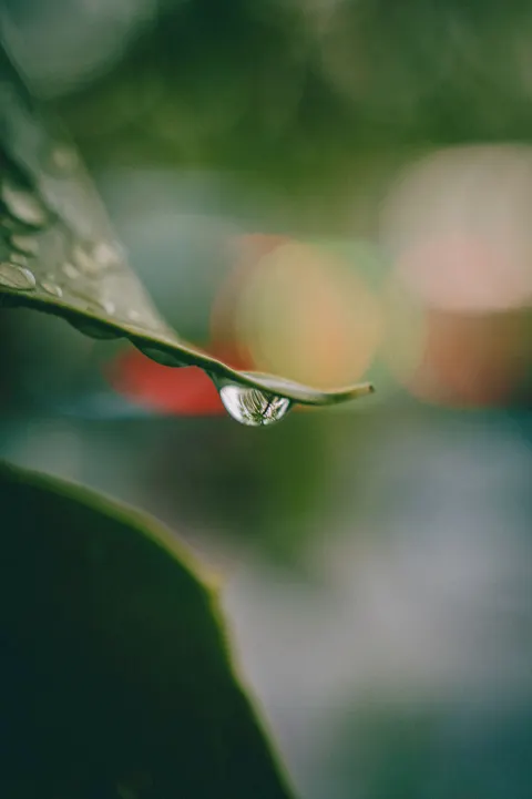 Rain Leaf Phone Wallpaper · rain · 1440×2164