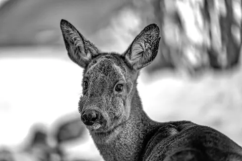 Deer 4K Wallpaper · animals · 3840×2558