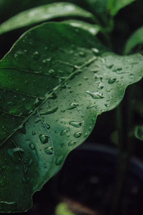 Rain Leaf Phone Wallpaper · rain · 1440×2160